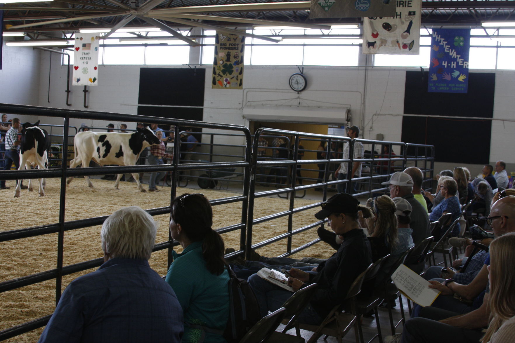 Showing the cows